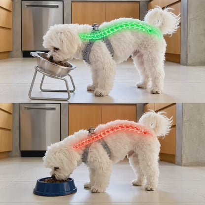 Orthopedic Feeding Bowl (with Bowl Stands)